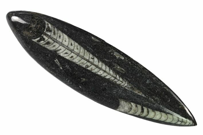 Polished Fossil Orthoceras (Cephalopod) - Morocco #138305